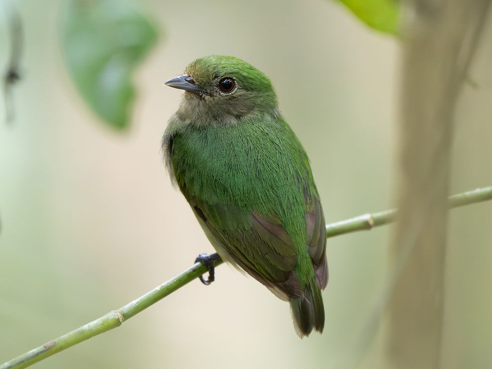 Velvety Manakin (female)