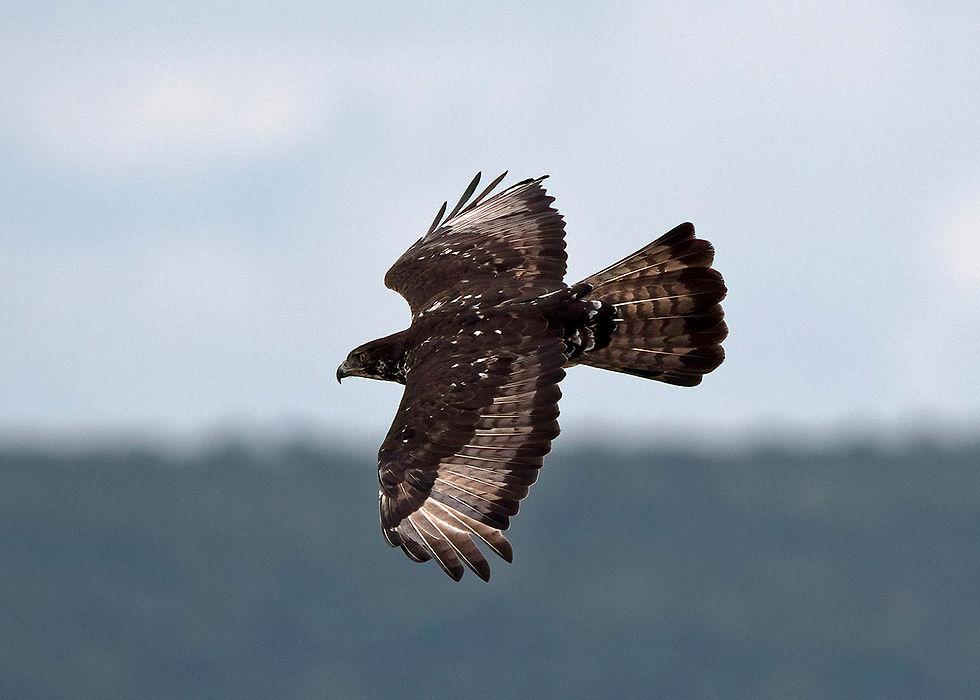African Hawk-Eagle near Oliphants, Kruger NP 2025 ©Jeff Clarke