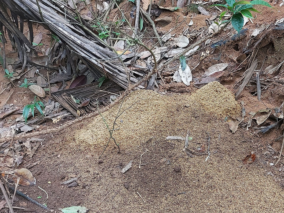 Leafcutter ants transporting waste material to their tip site. Pipeline Rd, Panama Jan 2023.