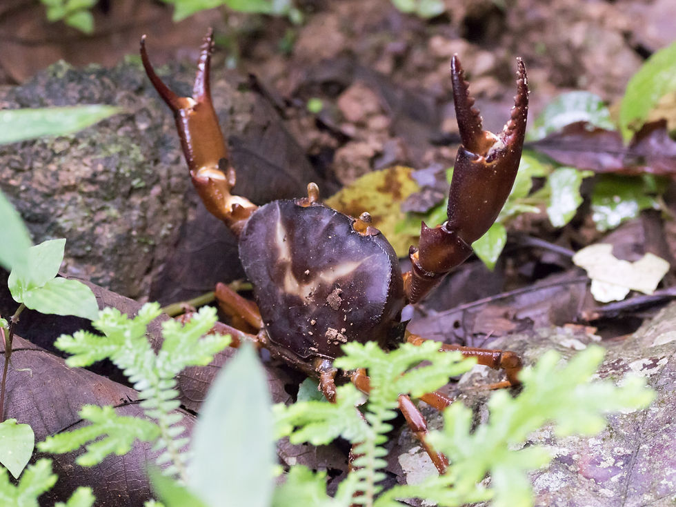 A Mountain Crab at Rancho Alemán, Ecuador dsiplays its fearsome claws, 26th Jan 2023
