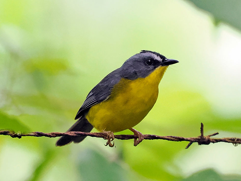 A Grey and gold Warbler perches on an old barbed wire fence at Rancho Alemán, Ecuador 26th Jan 2023