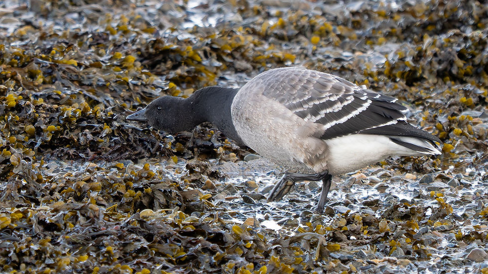 A juvenile Pale-bellied Brent Goose - Loch Gruinart, Islay © Jeff Clarke