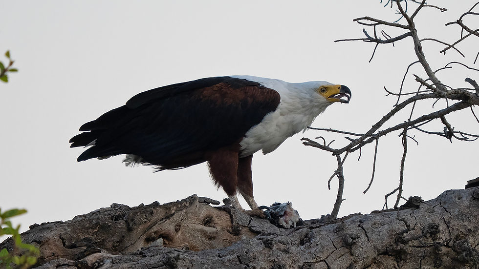 African Fish-Eagle adult, Skukuza, Kruger NP 2025 ©Jeff Clarke
