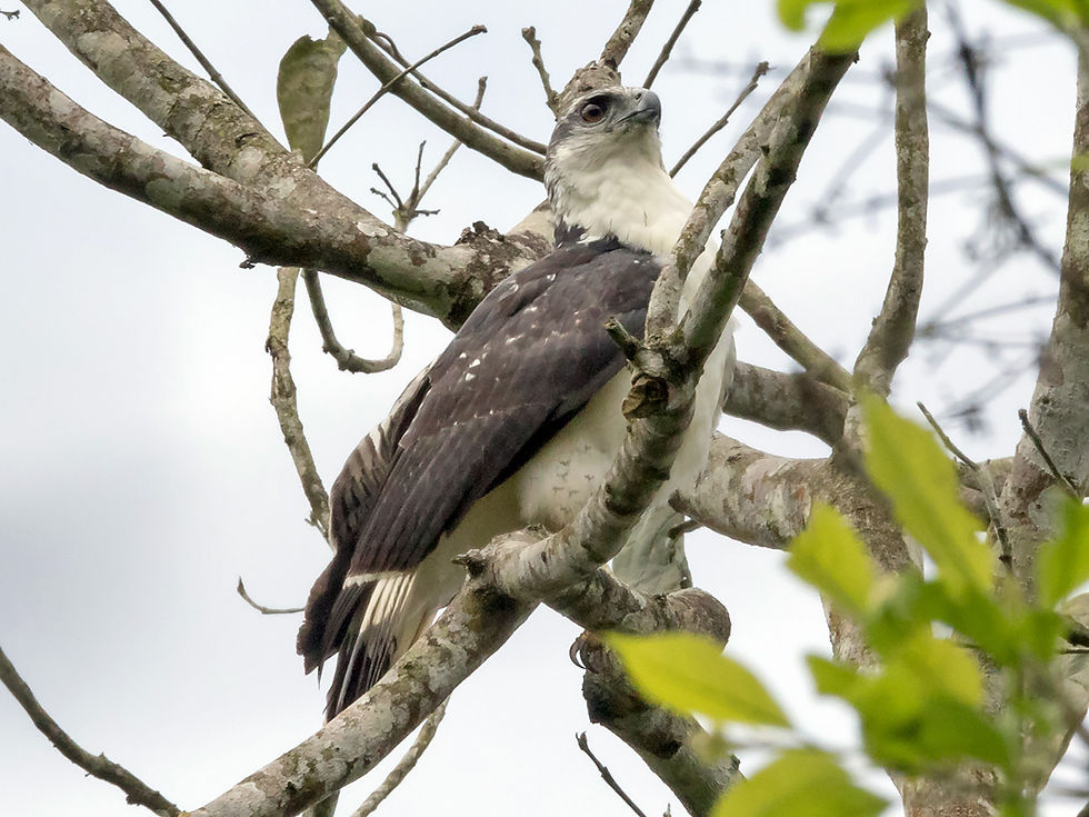A Grey backed Hawk perches in a tree at Rancho Alemán, Ecuador, 26th January 2023