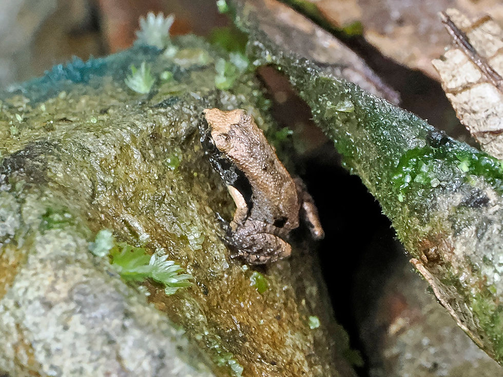 A tiny from presumed Prismantis genus Rancho Alemán, Ecuador 26th Jan 2023