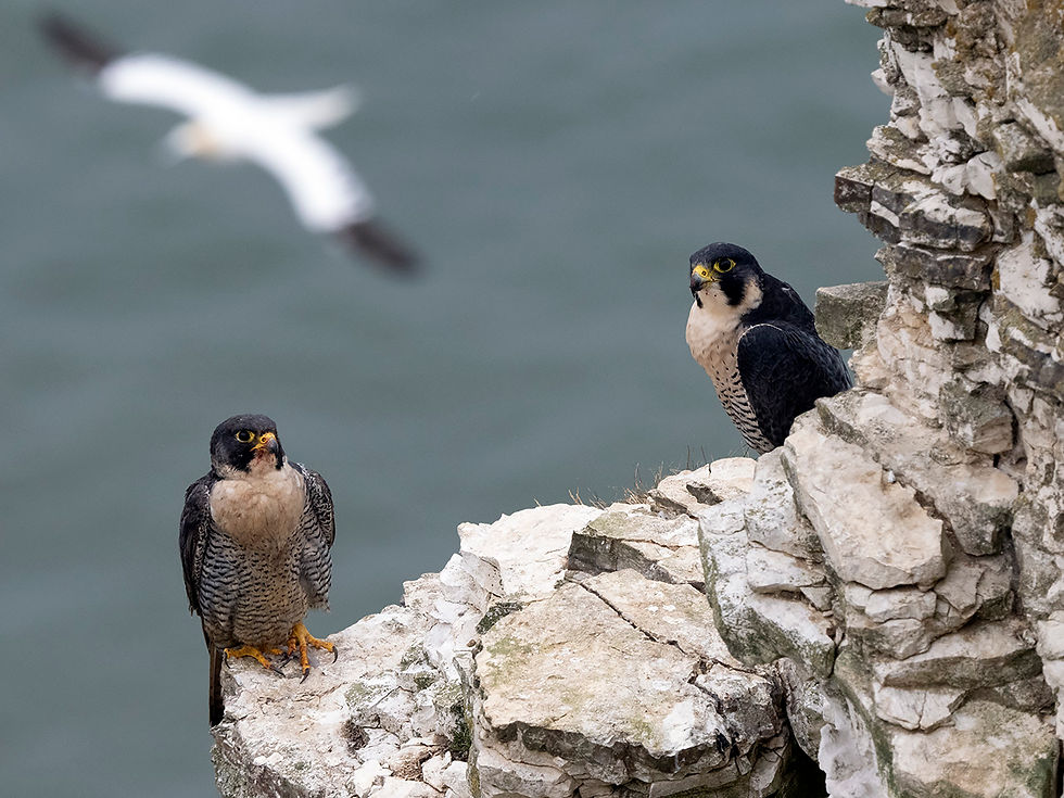 The freshly moulted young female Peregrine (left) and her mate © Jeff Clarke