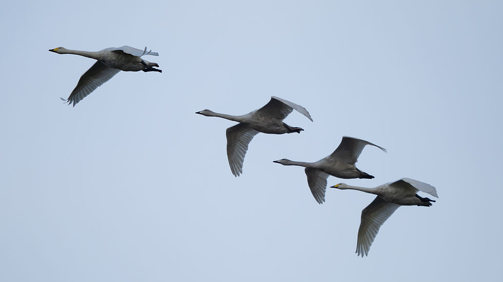 A family party of Whooper Swans approaching Loch Gruinart RSPB Reserve © Jeff Clarke