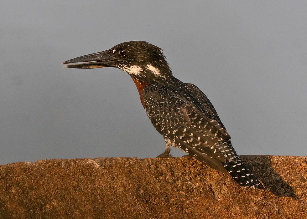 Giant Kingfisher male - photographed at Sunset Dam, Kruger NP © Jeff Clarke