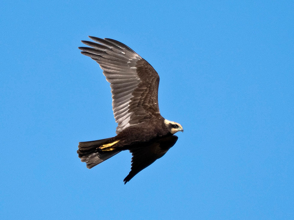 A juvenile Western Marsh Harrier patrols the stubble fields of Flamborough Head © Jeff Clarke