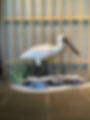 3D animal made of paperboard, geometric cardboard models, black-faced spoonbill