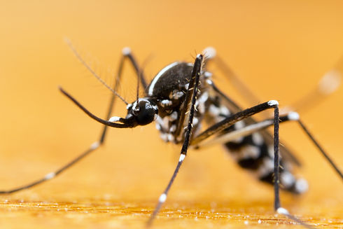 Mosquito 1.jpeg