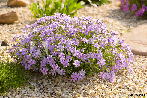 Shrub and Ornamental Example (Copyright)