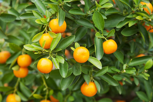 Orange Tree.jpeg