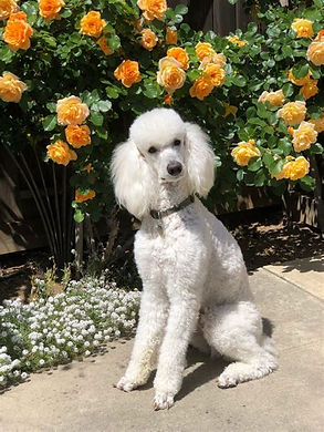 poodle.jpg