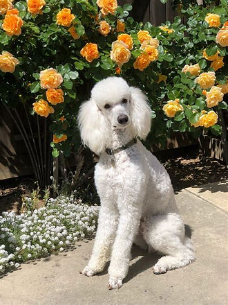 poodle.jpg