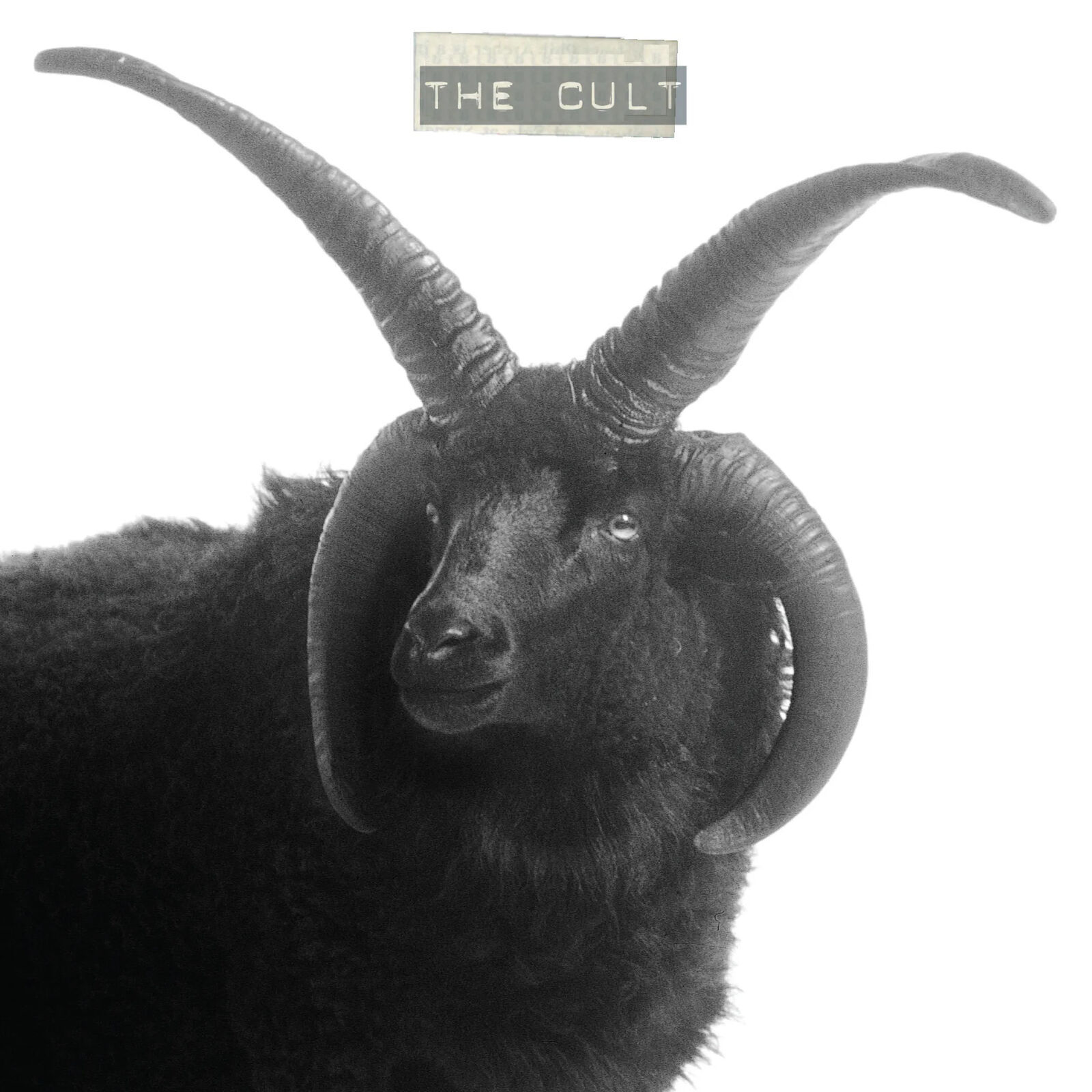 CULT - THE CULT