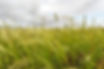 teff-grass (1).jpg