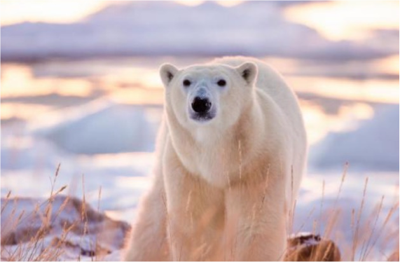 Let me hear you say: I WILL SAVE POLAR BEARS