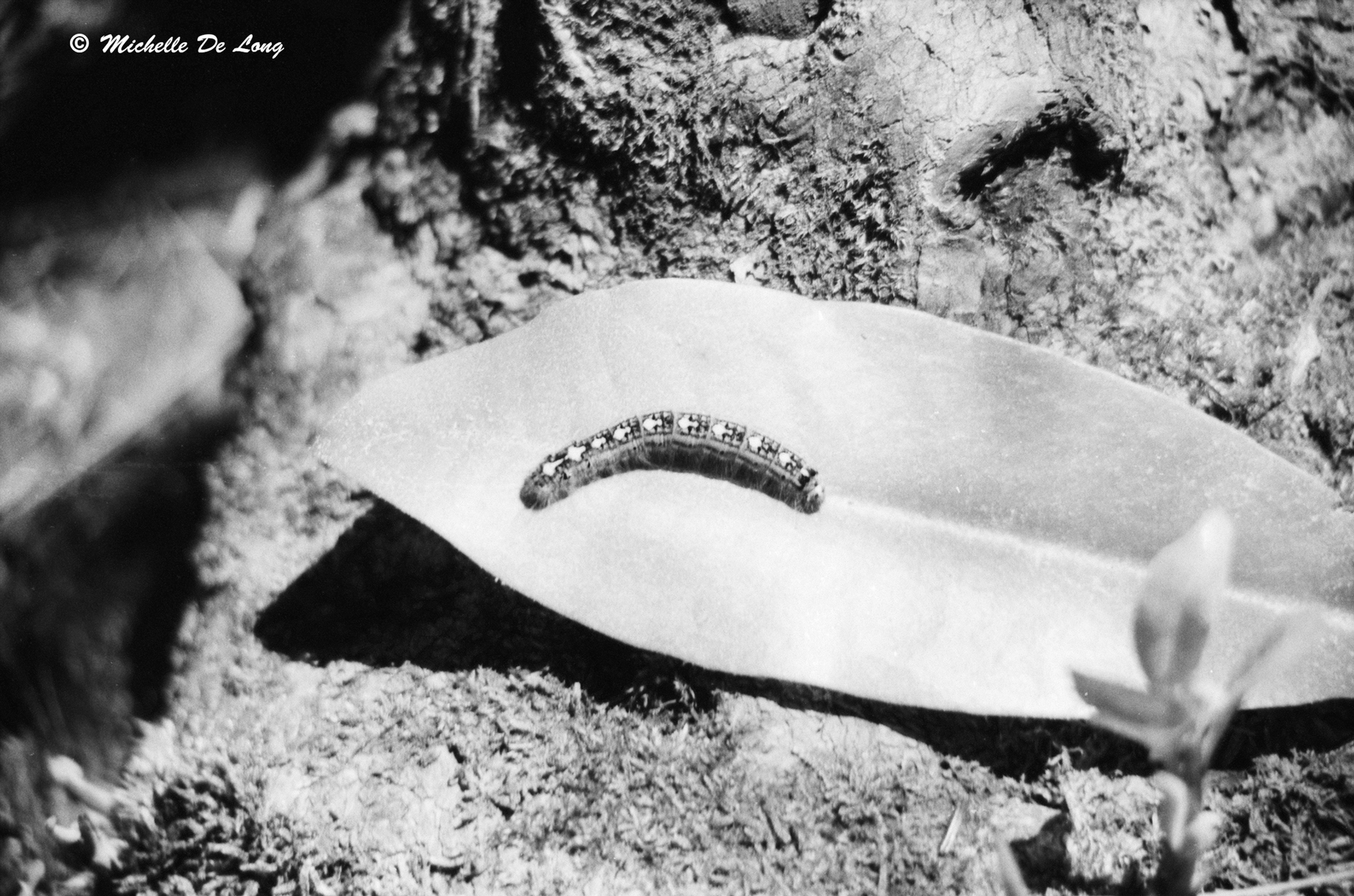 Caterpillar on a Leaf, Great Smoky Mountains, USA, Print, 3 Styles