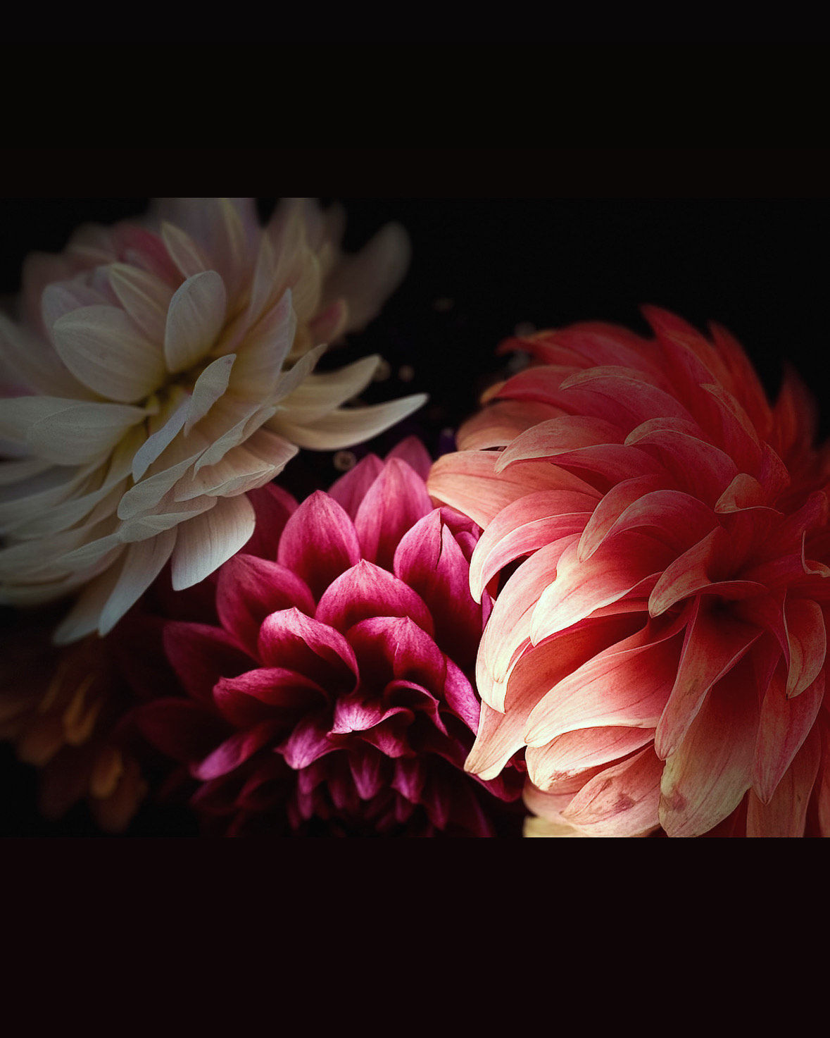 Dahlia Photography