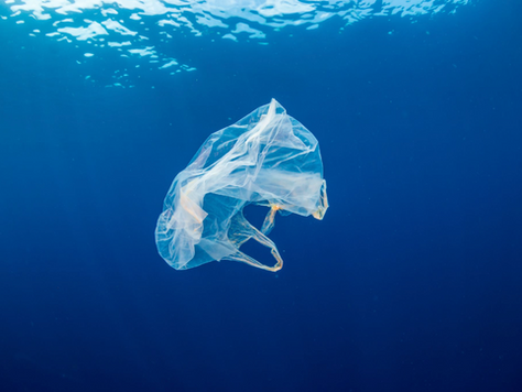 Discarded plastic bag in marine waters