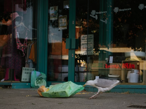 Striving for Single-use Plastic Bans
