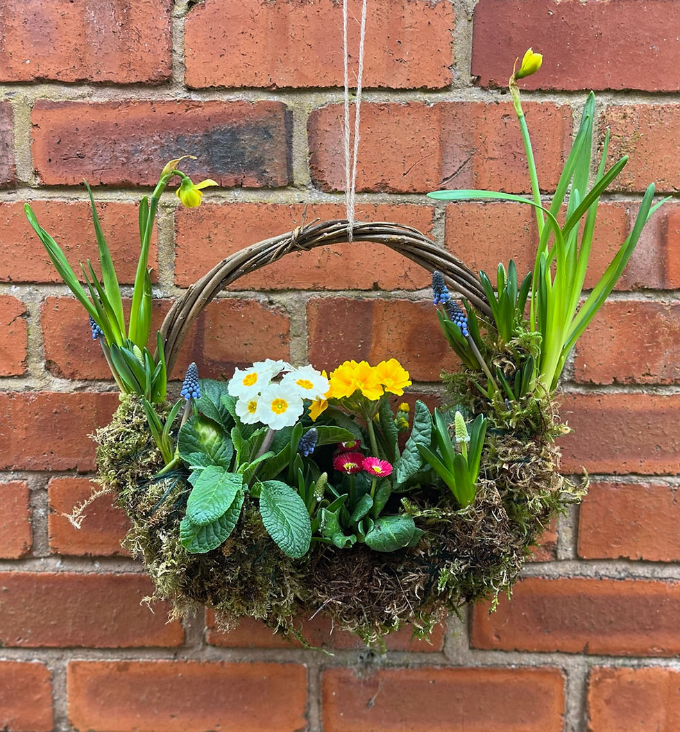 Ysgol Pentrecelyn Gweithdy Torchen Fyw y Pasg / Easter Living Wreath Workshop 