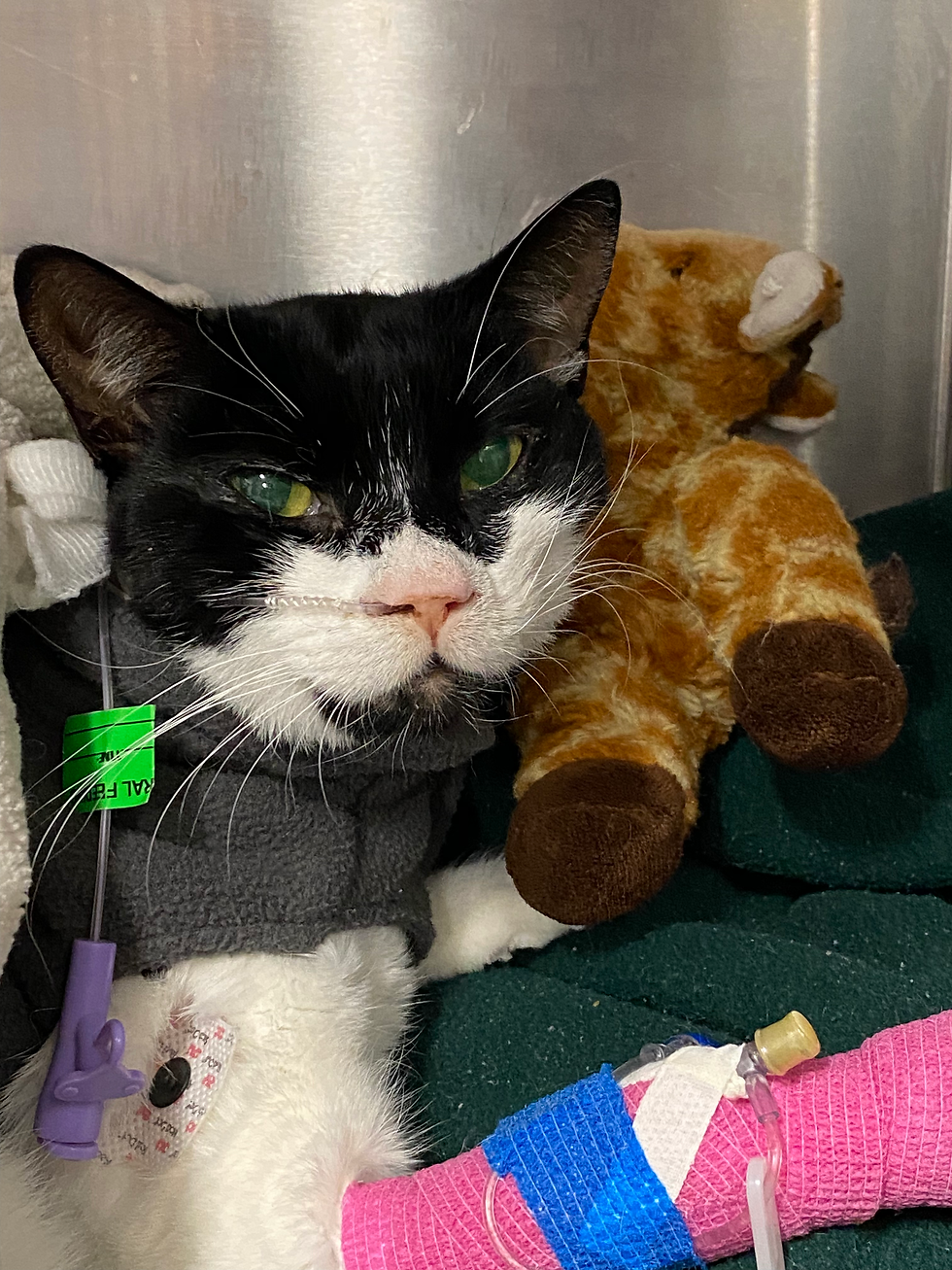 Pleural Effusion meant that it was a struggle for him to breathe