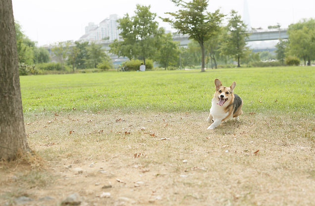 コーギー ジャンプ 写真 ドッグラン 公園 corgi dog pet