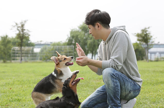 コーギー 幸せ 写真 ドッグラン 公園 ダックス corgi dachshund dog pet