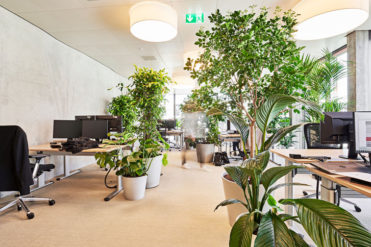 Modernes Open Space Büro bei Swissgrid in Aarau mit einem innovativen Pflanzendesign von Oxygen at Work. Die helle, luftige Umgebung umfasst ergonomische Arbeitsplätze, die von sorgfältig platzierten Zimmerpflanzen umgeben sind, die sowohl die Ästhetik als auch die Luftqualität verbessern.