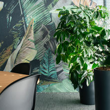 Schefflera actinophylla ‘Amate’ - Strahlenaralie 