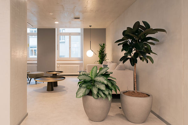 Ein helle Lounge Arena mit Pflanzen und einen weissen Sofa, der Gummibaum befindet sich auf der rechten Seite.