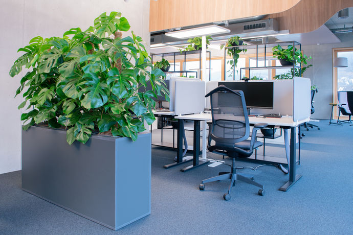 Große Pflanzen fungieren als natürliche Raumtrenner und schaffen Struktur im Büro. Sie bieten visuelle Privatsphäre und verbessern gleichzeitig die Luftqualität. Eine elegante Lösung für offene Arbeitsflächen mit Fokus auf Wohlbefinden und Design.