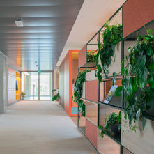 Philodendron scandens