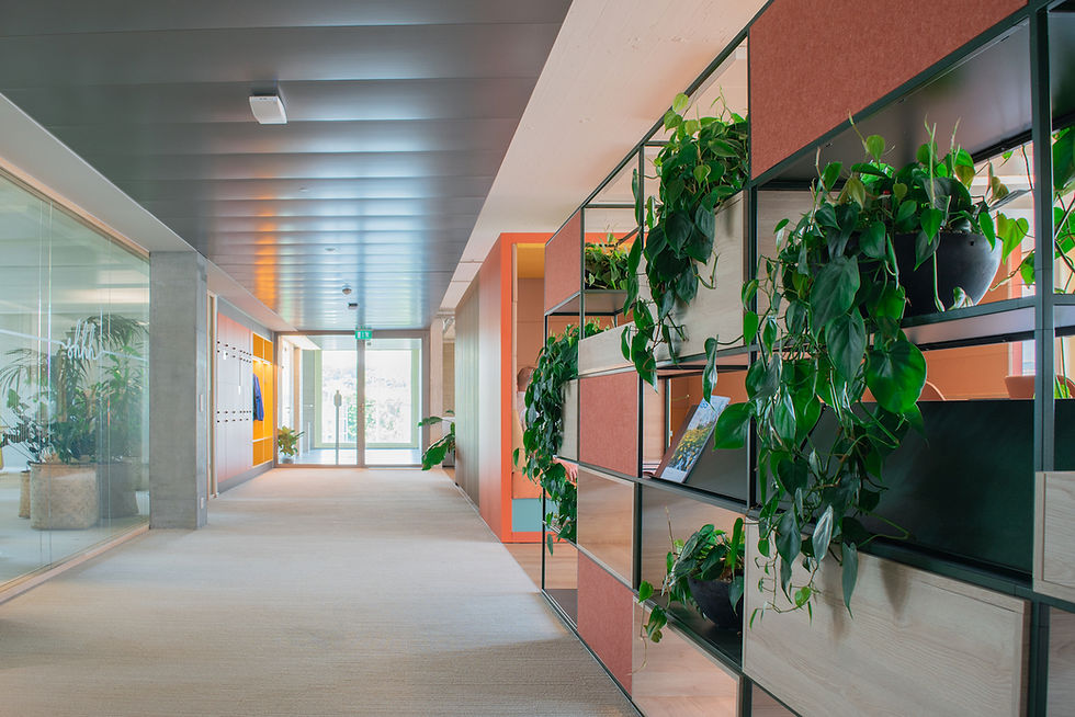 a hallway with orange shelves and hanging plants, philodendron scandens.