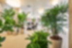 an office filled with lush green plants and a rhapis excelsa on the right.