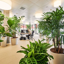 Rhapis excelsa - Steckenpalme 