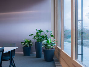 Aglaonema 'Silver Bay'