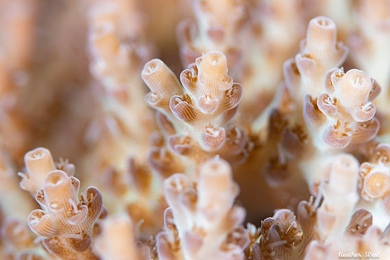 Heather_West_Wunderpus-21.jpg