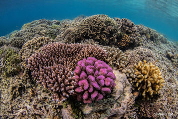 RAJA HOUSE REEF 12-17-15