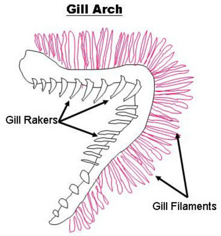 A diagram of gills showing gill filaments (used to pull oxygen from seawater) and gill rakers (used to pull plankton from seawater) - image from Oregon Department of Fish and Wildlife