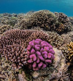 Sound Could Be the Key to Saving Coral Reefs