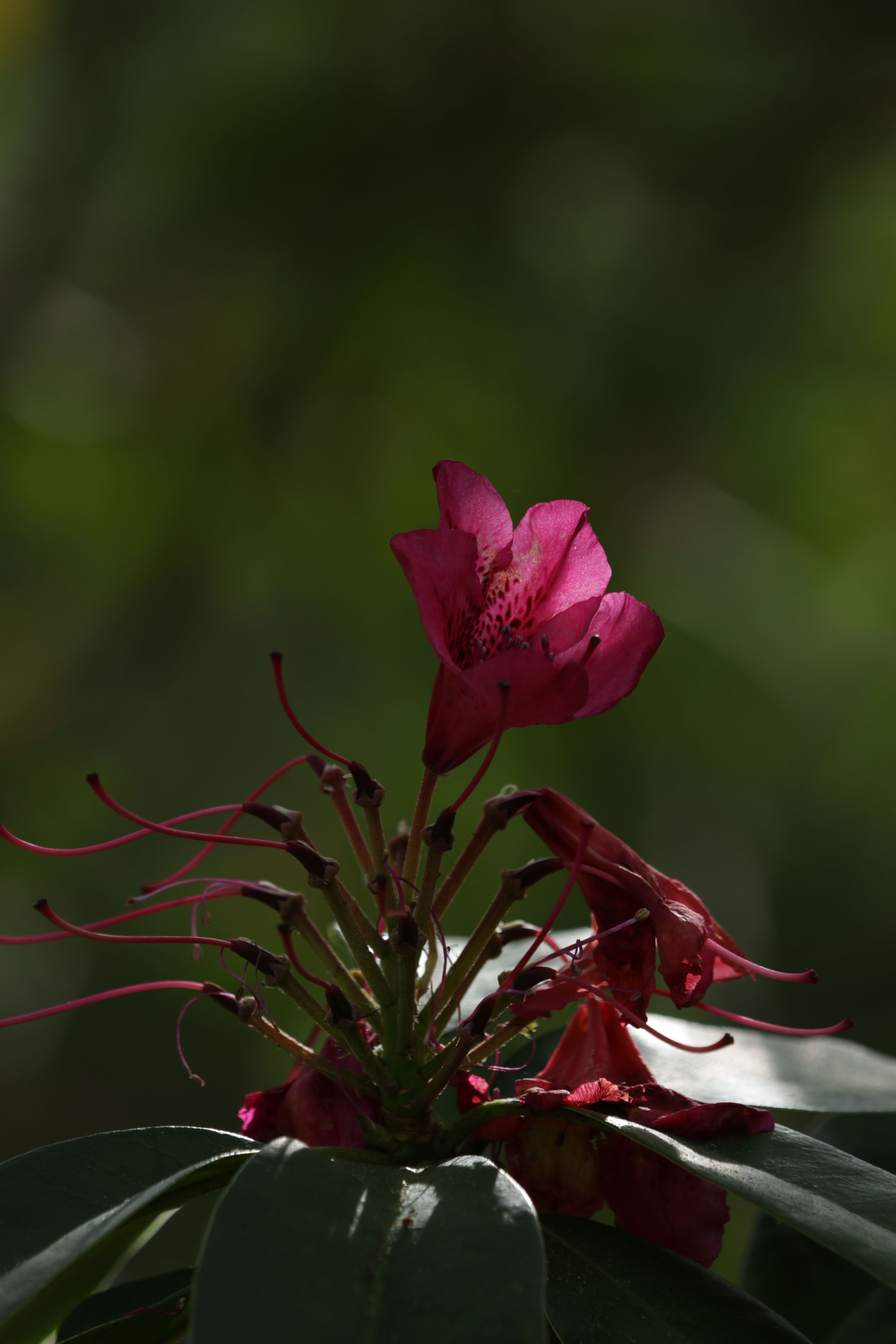 Photo couleur. Portait fleur.