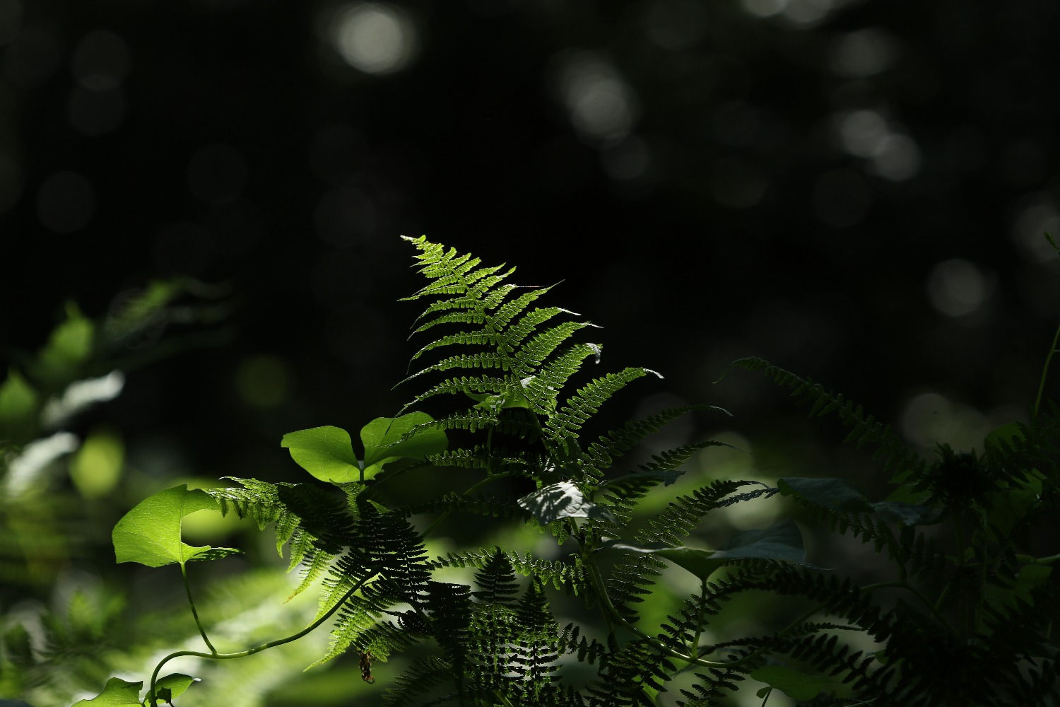 Photo couleur. Vegetal en fleur.