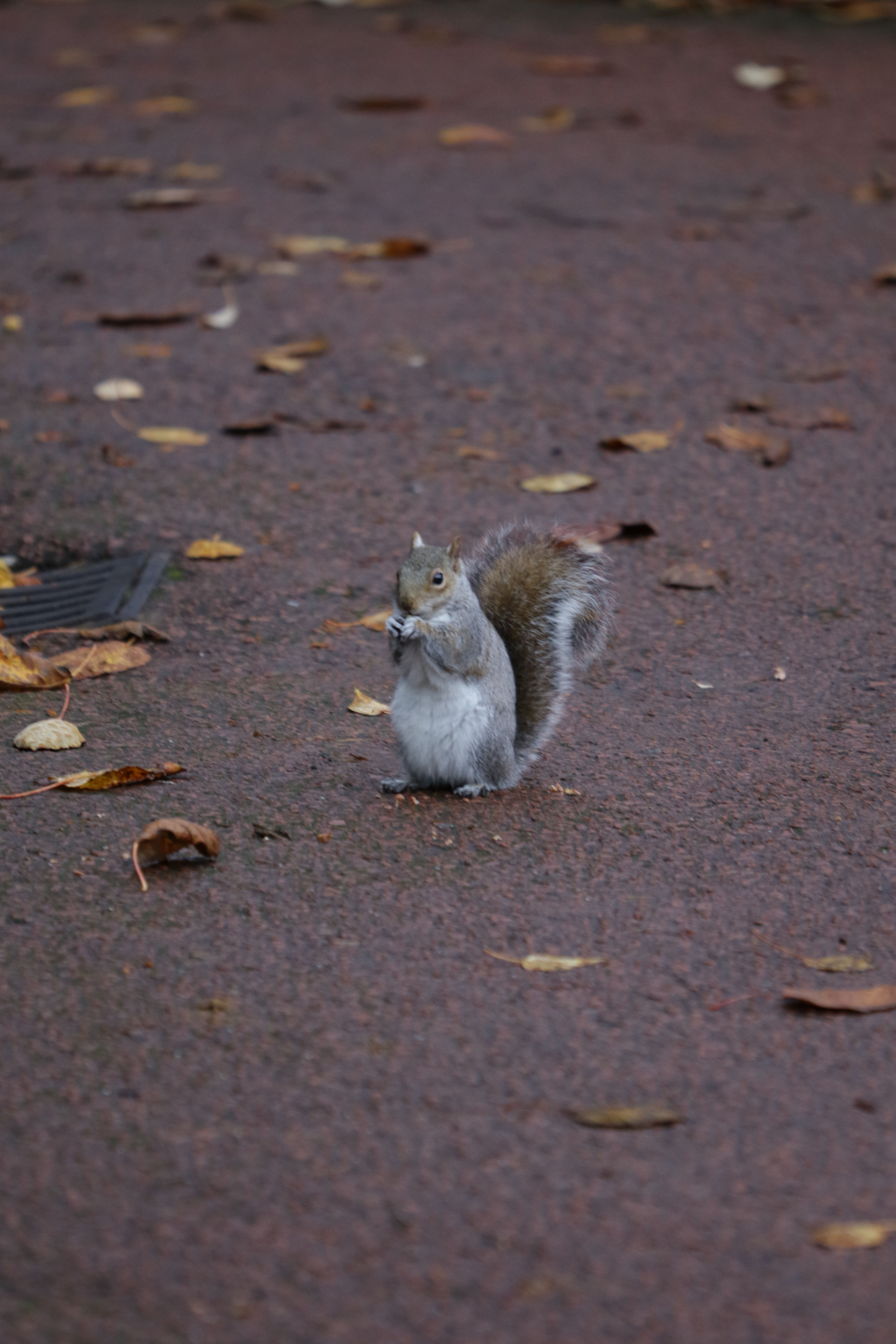 Photo couleur. Portrait écureuil . Royal zoo. Edinburgh