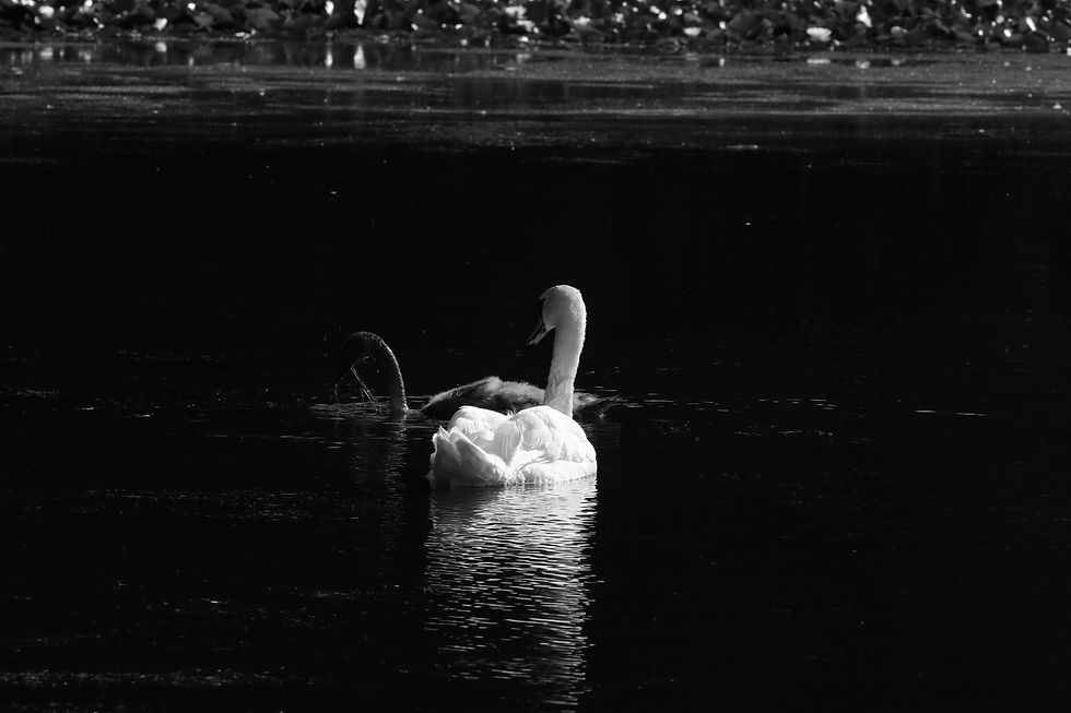 Photo noir et blanc cigne