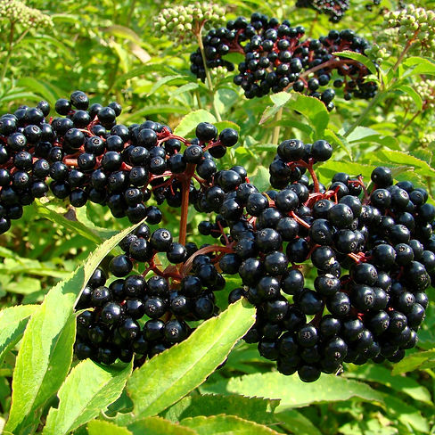 elderberries.jpeg