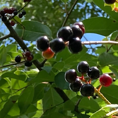 wildcherry.jpeg
