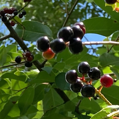 wildcherry.jpeg